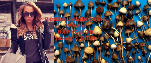 ГАЛЛЮЦИНОГЕННЫЕ ГРИБЫ Медвежьегорск